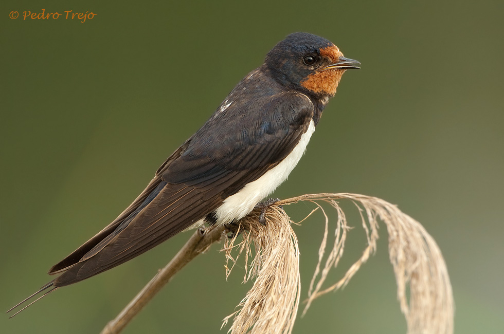 Golondrina comun (Hirundo rustica)